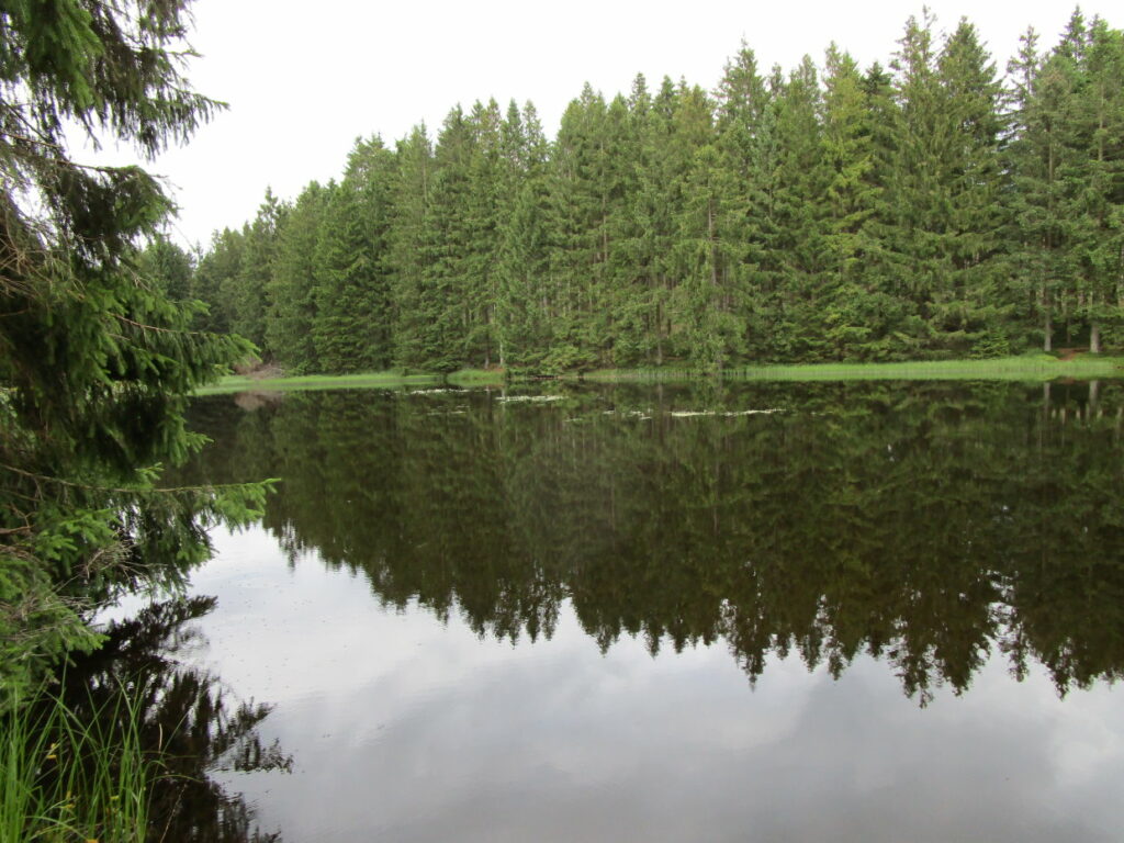 Bärenbrucher Teich Angeln im Harz