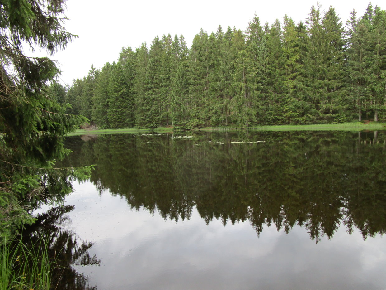 Bärenbrucher Teich Angeln im Harz