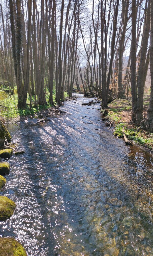 Die Ecker im Harz
