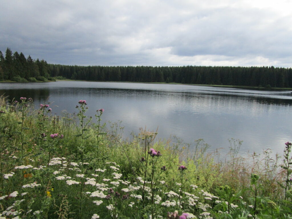Oberharzer Teiche Angeln im Wasseregal Angeln im Harz
