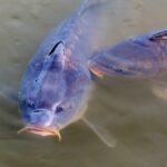 Angeln in den Ilsenburger Teichen