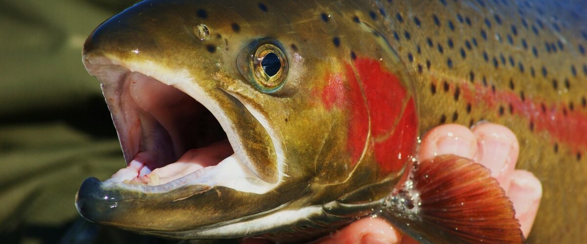 Bachforelle mit geöffneten Maul