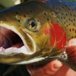 Bachforelle mit geöffneten Maul