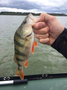 Eine Hand hält einen Barsch  Dahinter ein See 