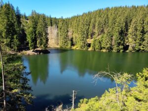 Ein Teich umrahmt von Tannen