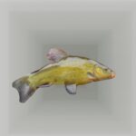 Eine Schleie (Fisch)