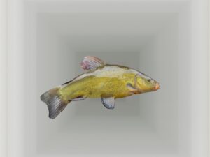 Eine Schleie (Fisch)