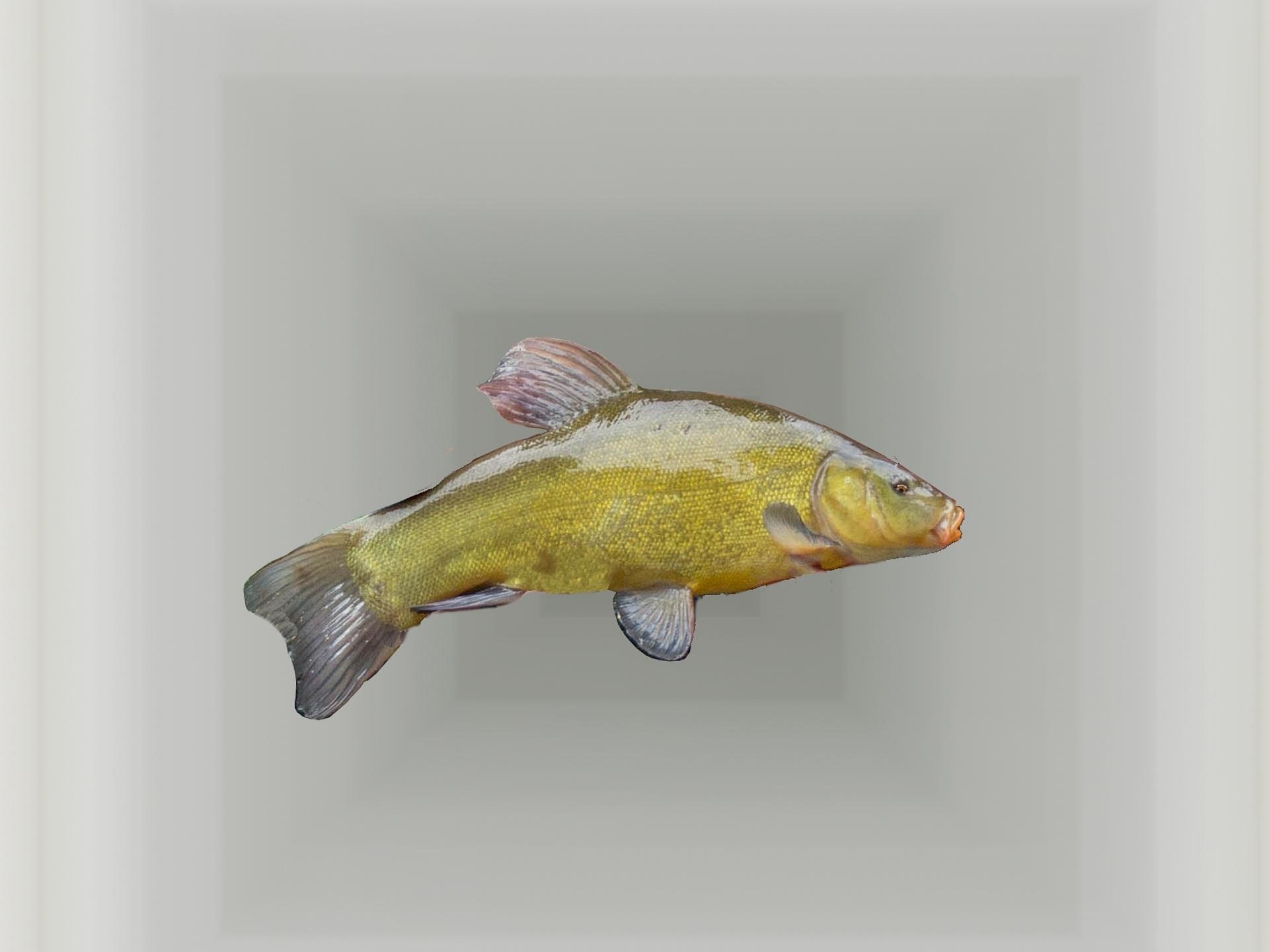 Eine Schleie (Fisch)
