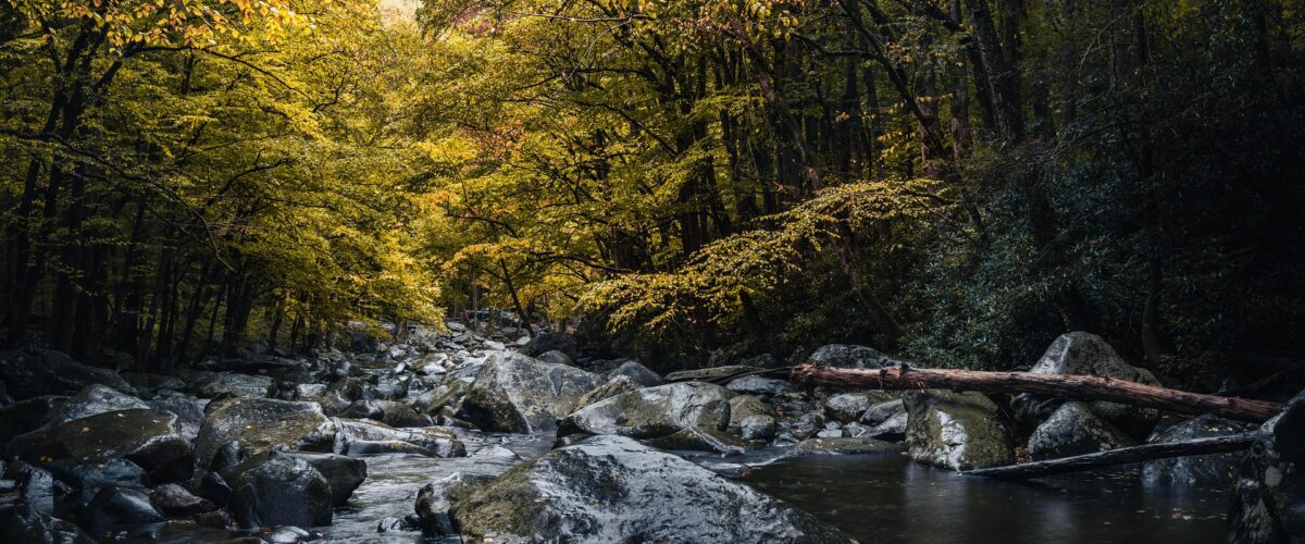 Fluus im Harz mit Bäumen am Ufer
