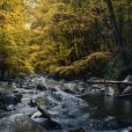 Fluus im Harz mit Bäumen am Ufer