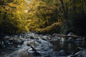 Fluus im Harz mit Bäumen am Ufer